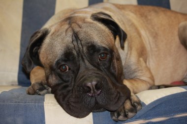 Dexter
