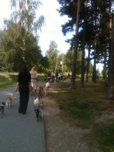 Promenad