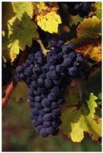 Cabernet Cortis