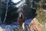 Diddi i hagen
