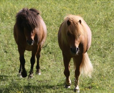 Bröderna Geronimo och Power är utan tvekan våra bästa uppfödningar hittills