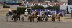 unghästarna