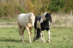 Hille och Ixion