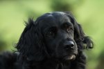 Den sötaste hunden måste få vara med, Molly!