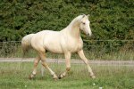 Vackra Ixion kommer hem!