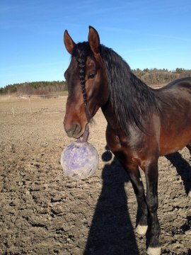 Amoroso leker med sin boll i vårsolen.