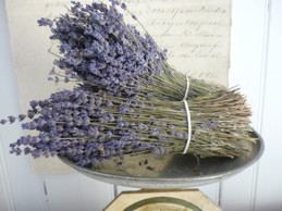 Lavendel knippe