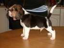 Snillabyggets Elton