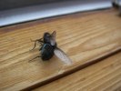 En av tusen flugor