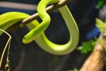 mamba