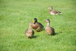 110903 Bilder HJO 066