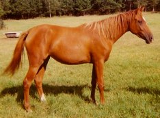 Djamiljah e.Prokaznik (SU),  u. Indian Shade (GB), 