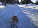 hundpromenad2
