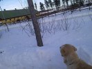 hundpromenad3