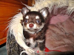 Hubert
