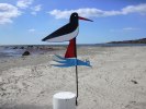 Min klassiker!! Strandskatan-kusten karaktärsfågel nr.1!