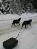 Vinter promenad