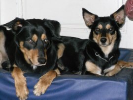 Farm Worker's: Quasimodo och Aqua