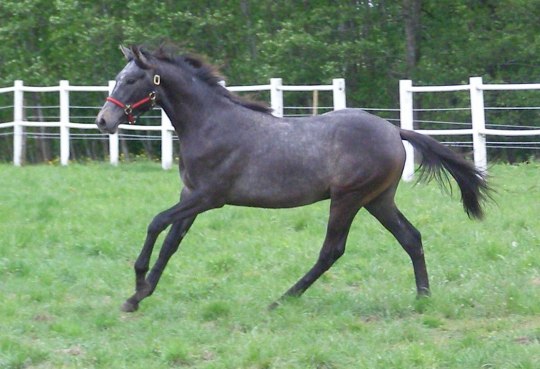 Picasso i full galopp på hingstbetet som 1-åring!