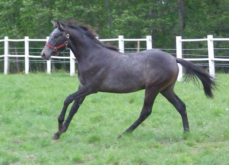 Picasso som 1-åring