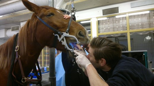 Veterinär Kalle koncentrerar sig...