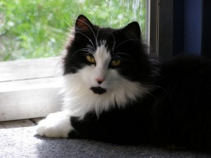 Gustav, svart/vit