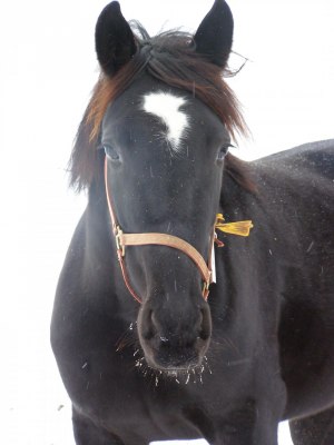 Coco Robin, svart/vit