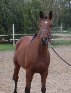 Ficelle Du Vivarai