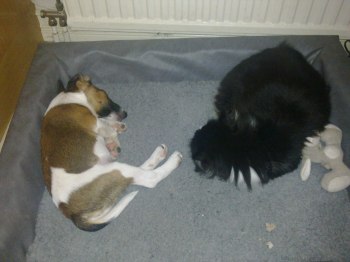 Ture & Gustav