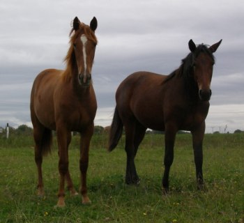 Exclusive Zon & Elegant Zon
