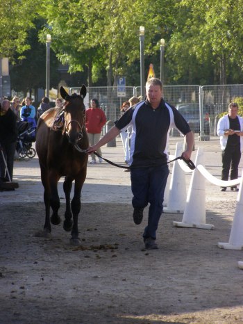 Tobba springer Elegant (Zon)