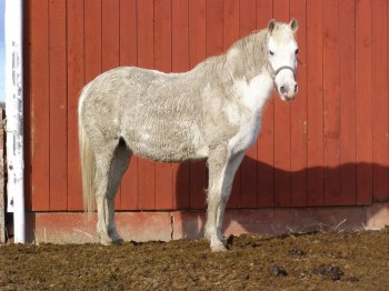 Sammy har också gjort sitt bästa för att bli fin..