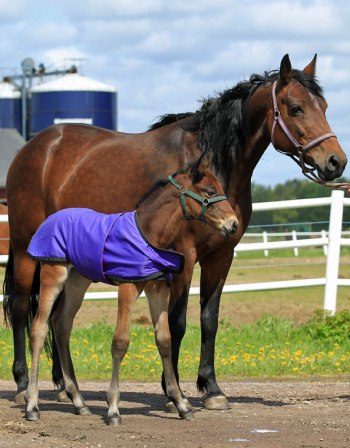 foto: stallkenny.se