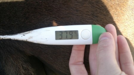 Morgontemp som ligger stadigt runt 38 grader är kalasbra!