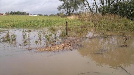 "hingst-hagens" staket är normalt 1,4m högt