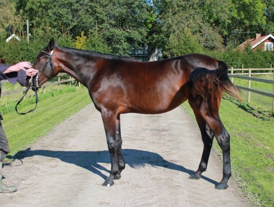 Follow Me Zon (e. Donato Hanover)
