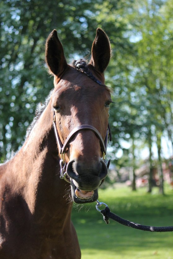 Fighter Zon (e.Flirtin Man)
