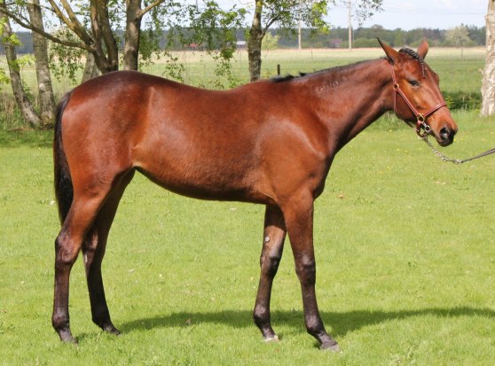 Favourite Zon (e.Going Kronos)
