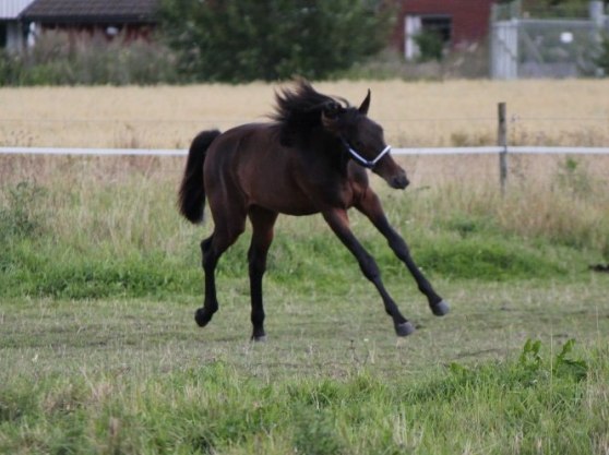 Follow Me Zon (e. Donato Hanover)