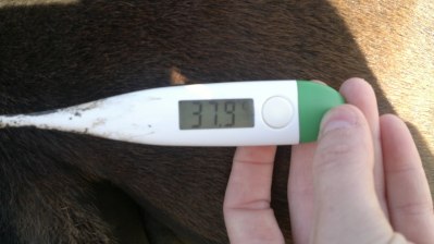 Morgontemp som ligger stadigt runt 38 grader är kalasbra!