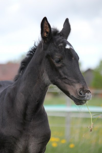 sto e.Pine Chip-Coco Robin- Credit Winner